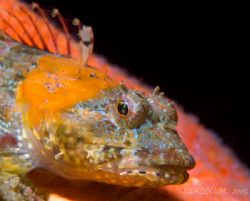 Coraline Sculpin, Artedius corallonus, Coast Guard Breakw... by Dan Blum 